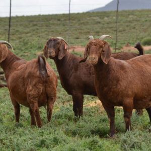 Kalahari Red Goats for Sale 50 - 60kg #cattlesforsalesouthafrica #cattles #goatsforsale #buyyourgoatshere #buyeggs #sheep #goats #sheepforsale #wherecanibuygoats #horses #sheep #goatsavailableforsale #canibuygoats #cattleforsale #cheapgoats #cheapeggs #cheapcattle #cheaphorses #cheapanimalsforsale #boergoats #boeranimalsforsale #boergoatsforsale #goatpricessouthafrica #sheeppricessountafrica #eggpricessouthafrica #frozenchicken #chicks #chickensforsale #chicksforsaleinsouthafrica