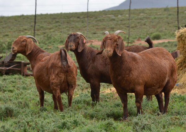 Kalahari Red Goats for Sale 50 - 60kg #cattlesforsalesouthafrica #cattles #goatsforsale #buyyourgoatshere #buyeggs #sheep #goats #sheepforsale #wherecanibuygoats #horses #sheep #goatsavailableforsale #canibuygoats #cattleforsale #cheapgoats #cheapeggs #cheapcattle #cheaphorses #cheapanimalsforsale #boergoats #boeranimalsforsale #boergoatsforsale #goatpricessouthafrica #sheeppricessountafrica #eggpricessouthafrica #frozenchicken #chicks #chickensforsale #chicksforsaleinsouthafrica
