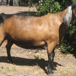 Anglo-Nubians Goats for sale 45 - 50kg #cattlesforsalesouthafrica #cattles #goatsforsale #buyyourgoatshere #buyeggs #sheep #goats #sheepforsale #wherecanibuygoats #horses #sheep #goatsavailableforsale #canibuygoats #cattleforsale #cheapgoats #cheapeggs #cheapcattle #cheaphorses #cheapanimalsforsale #boergoats #boeranimalsforsale #boergoatsforsale #goatpricessouthafrica #sheeppricessountafrica #eggpricessouthafrica #frozenchicken #chicks #chickensforsale #chicksforsaleinsouthafrica
