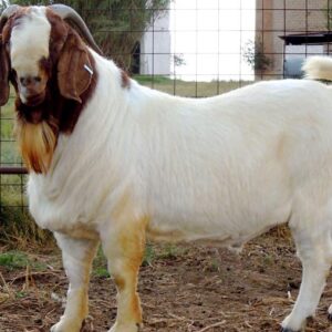 Boer Goat for Sale #cattlesforsalesouthafrica #cattles #goatsforsale #buyyourgoatshere #buyeggs #sheep #goats #sheepforsale #wherecanibuygoats #horses #sheep #goatsavailableforsale #canibuygoats #cattleforsale #cheapgoats #cheapeggs #cheapcattle #cheaphorses #cheapanimalsforsale #boergoats #boeranimalsforsale #boergoatsforsale #goatpricessouthafrica #sheeppricessountafrica #eggpricessouthafrica #frozenchicken #chicks #chickensforsale #chicksforsaleinsouthafrica