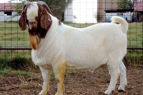 Boer Goat for Sale #cattlesforsalesouthafrica #cattles #goatsforsale #buyyourgoatshere #buyeggs #sheep #goats #sheepforsale #wherecanibuygoats #horses #sheep #goatsavailableforsale #canibuygoats #cattleforsale #cheapgoats #cheapeggs #cheapcattle #cheaphorses #cheapanimalsforsale #boergoats #boeranimalsforsale #boergoatsforsale #goatpricessouthafrica #sheeppricessountafrica #eggpricessouthafrica #frozenchicken #chicks #chickensforsale #chicksforsaleinsouthafrica