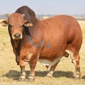 Boran cattle, #cattlesforsalesouthafrica #cattles #goatsforsale #buyyourgoatshere #buyeggs #sheep #goats #sheepforsale #wherecanibuygoats #horses #sheep #goatsavailableforsale #canibuygoats #cattleforsale #cheapgoats #cheapeggs #cheapcattle #cheaphorses #cheapanimalsforsale #boergoats #boeranimalsforsale #boergoatsforsale #goatpricessouthafrica #sheeppricessountafrica #eggpricessouthafrica #frozenchicken #chicks #chickensforsale #chicksforsaleinsouthafrica