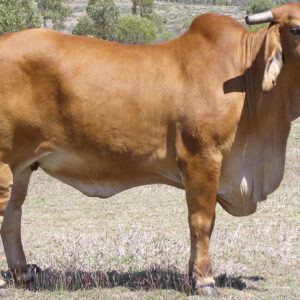 Brahman Cattle for Sale #cattlesforsalesouthafrica #cattles #goatsforsale #buyyourgoatshere #buyeggs #sheep #goats #sheepforsale #wherecanibuygoats #horses #sheep #goatsavailableforsale #canibuygoats #cattleforsale #cheapgoats #cheapeggs #cheapcattle #cheaphorses #cheapanimalsforsale #boergoats #boeranimalsforsale #boergoatsforsale #goatpricessouthafrica #sheeppricessountafrica #eggpricessouthafrica #frozenchicken #chicks #chickensforsale #chicksforsaleinsouthafrica