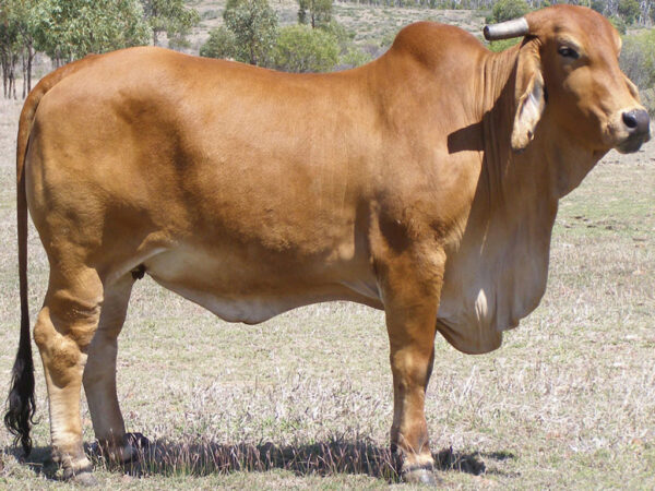 Brahman Cattle for Sale #cattlesforsalesouthafrica #cattles #goatsforsale #buyyourgoatshere #buyeggs #sheep #goats #sheepforsale #wherecanibuygoats #horses #sheep #goatsavailableforsale #canibuygoats #cattleforsale #cheapgoats #cheapeggs #cheapcattle #cheaphorses #cheapanimalsforsale #boergoats #boeranimalsforsale #boergoatsforsale #goatpricessouthafrica #sheeppricessountafrica #eggpricessouthafrica #frozenchicken #chicks #chickensforsale #chicksforsaleinsouthafrica