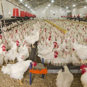 Chicken for sale #cattlesforsalesouthafrica #cattles #goatsforsale #buyyourgoatshere #buyeggs #sheep #goats #sheepforsale #wherecanibuygoats #horses #sheep #goatsavailableforsale #canibuygoats #cattleforsale #cheapgoats #cheapeggs #cheapcattle #cheaphorses #cheapanimalsforsale #boergoats #boeranimalsforsale #boergoatsforsale #goatpricessouthafrica #sheeppricessountafrica #eggpricessouthafrica #frozenchicken #chicks #chickensforsale #chicksforsaleinsouthafrica