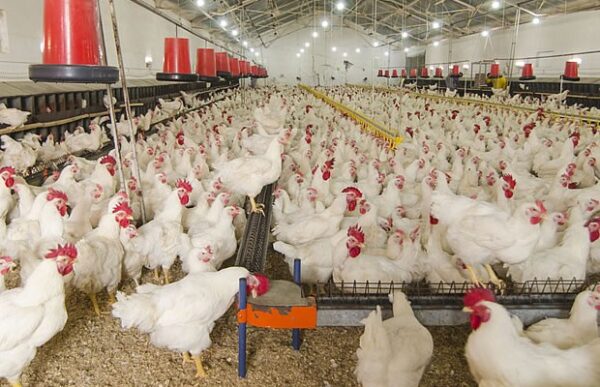 Chicken for sale #cattlesforsalesouthafrica #cattles #goatsforsale #buyyourgoatshere #buyeggs #sheep #goats #sheepforsale #wherecanibuygoats #horses #sheep #goatsavailableforsale #canibuygoats #cattleforsale #cheapgoats #cheapeggs #cheapcattle #cheaphorses #cheapanimalsforsale #boergoats #boeranimalsforsale #boergoatsforsale #goatpricessouthafrica #sheeppricessountafrica #eggpricessouthafrica #frozenchicken #chicks #chickensforsale #chicksforsaleinsouthafrica
