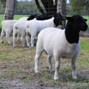 Dorper Sheep for sale #cattlesforsalesouthafrica #cattles #goatsforsale #buyyourgoatshere #buyeggs #sheep #goats #sheepforsale #wherecanibuygoats #horses #sheep #goatsavailableforsale #canibuygoats #cattleforsale #cheapgoats #cheapeggs #cheapcattle #cheaphorses #cheapanimalsforsale #boergoats #boeranimalsforsale #boergoatsforsale #goatpricessouthafrica #sheeppricessountafrica #eggpricessouthafrica #frozenchicken #chicks #chickensforsale #chicksforsaleinsouthafrica