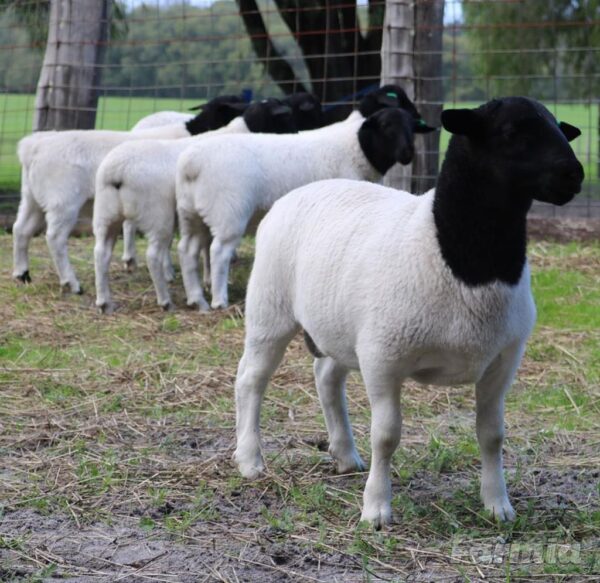 Dorper Sheep for sale #cattlesforsalesouthafrica #cattles #goatsforsale #buyyourgoatshere #buyeggs #sheep #goats #sheepforsale #wherecanibuygoats #horses #sheep #goatsavailableforsale #canibuygoats #cattleforsale #cheapgoats #cheapeggs #cheapcattle #cheaphorses #cheapanimalsforsale #boergoats #boeranimalsforsale #boergoatsforsale #goatpricessouthafrica #sheeppricessountafrica #eggpricessouthafrica #frozenchicken #chicks #chickensforsale #chicksforsaleinsouthafrica
