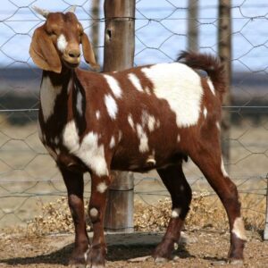  Xhosa lop-ear Goat for sale 45-50kg  #cattlesforsalesouthafrica #cattles #goatsforsale #buyyourgoatshere #buyeggs #sheep #goats #sheepforsale #wherecanibuygoats #horses #sheep #goatsavailableforsale #canibuygoats #cattleforsale #cheapgoats #cheapeggs #cheapcattle #cheaphorses #cheapanimalsforsale #boergoats #boeranimalsforsale #boergoatsforsale #goatpricessouthafrica #sheeppricessountafrica #eggpricessouthafrica #frozenchicken #chicks #chickensforsale #chicksforsaleinsouthafrica
