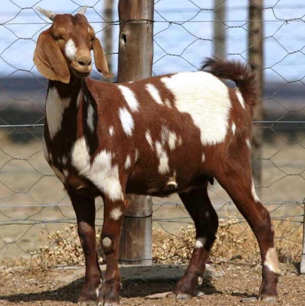  Xhosa lop-ear Goat for sale 45-50kg  #cattlesforsalesouthafrica #cattles #goatsforsale #buyyourgoatshere #buyeggs #sheep #goats #sheepforsale #wherecanibuygoats #horses #sheep #goatsavailableforsale #canibuygoats #cattleforsale #cheapgoats #cheapeggs #cheapcattle #cheaphorses #cheapanimalsforsale #boergoats #boeranimalsforsale #boergoatsforsale #goatpricessouthafrica #sheeppricessountafrica #eggpricessouthafrica #frozenchicken #chicks #chickensforsale #chicksforsaleinsouthafrica