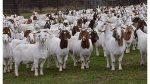 #cattlesforsalesouthafrica #cattles #goatsforsale #buyyourgoatshere #buyeggs #sheep #goats #sheepforsale #wherecanibuygoats #horses #sheep #goatsavailableforsale #canibuygoats #cattleforsale #cheapgoats #cheapeggs #cheapcattle #cheaphorses #cheapanimalsforsale #boergoats #boeranimalsforsale #boergoatsforsale #goatpricessouthafrica #sheeppricessountafrica #eggpricessouthafrica #frozenchicken #chicks #chickensforsale #chicksforsaleinsouthafrica