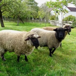 harmels sheep for sale #cattlesforsalesouthafrica #cattles #goatsforsale #buyyourgoatshere #buyeggs #sheep #goats #sheepforsale #wherecanibuygoats #horses #sheep #goatsavailableforsale #canibuygoats #cattleforsale #cheapgoats #cheapeggs #cheapcattle #cheaphorses #cheapanimalsforsale #boergoats #boeranimalsforsale #boergoatsforsale #goatpricessouthafrica #sheeppricessountafrica #eggpricessouthafrica #frozenchicken #chicks #chickensforsale #chicksforsaleinsouthafrica