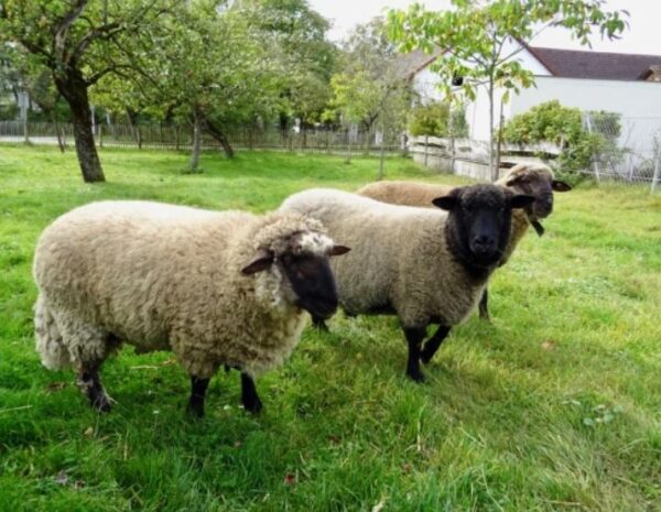 harmels sheep for sale #cattlesforsalesouthafrica #cattles #goatsforsale #buyyourgoatshere #buyeggs #sheep #goats #sheepforsale #wherecanibuygoats #horses #sheep #goatsavailableforsale #canibuygoats #cattleforsale #cheapgoats #cheapeggs #cheapcattle #cheaphorses #cheapanimalsforsale #boergoats #boeranimalsforsale #boergoatsforsale #goatpricessouthafrica #sheeppricessountafrica #eggpricessouthafrica #frozenchicken #chicks #chickensforsale #chicksforsaleinsouthafrica