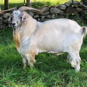 Kiko Goats for sale 45 - 55kg #cattlesforsalesouthafrica #cattles #goatsforsale #buyyourgoatshere #buyeggs #sheep #goats #sheepforsale #wherecanibuygoats #horses #sheep #goatsavailableforsale #canibuygoats #cattleforsale #cheapgoats #cheapeggs #cheapcattle #cheaphorses #cheapanimalsforsale #boergoats #boeranimalsforsale #boergoatsforsale #goatpricessouthafrica #sheeppricessountafrica #eggpricessouthafrica #frozenchicken #chicks #chickensforsale #chicksforsaleinsouthafrica