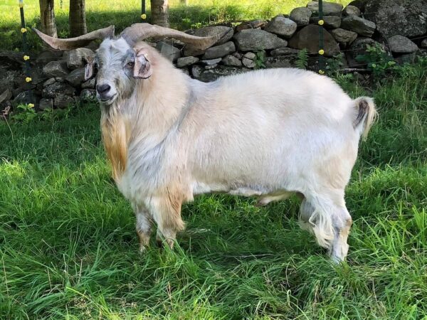 Kiko Goats for sale 45 - 55kg #cattlesforsalesouthafrica #cattles #goatsforsale #buyyourgoatshere #buyeggs #sheep #goats #sheepforsale #wherecanibuygoats #horses #sheep #goatsavailableforsale #canibuygoats #cattleforsale #cheapgoats #cheapeggs #cheapcattle #cheaphorses #cheapanimalsforsale #boergoats #boeranimalsforsale #boergoatsforsale #goatpricessouthafrica #sheeppricessountafrica #eggpricessouthafrica #frozenchicken #chicks #chickensforsale #chicksforsaleinsouthafrica