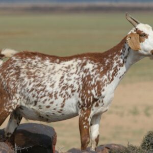 Kunene Goat for sale 45-50kg #cattlesforsalesouthafrica #cattles #goatsforsale #buyyourgoatshere #buyeggs #sheep #goats #sheepforsale #wherecanibuygoats #horses #sheep #goatsavailableforsale #canibuygoats #cattleforsale #cheapgoats #cheapeggs #cheapcattle #cheaphorses #cheapanimalsforsale #boergoats #boeranimalsforsale #boergoatsforsale #goatpricessouthafrica #sheeppricessountafrica #eggpricessouthafrica #frozenchicken #chicks #chickensforsale #chicksforsaleinsouthafrica