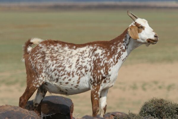 Kunene Goat for sale 45-50kg #cattlesforsalesouthafrica #cattles #goatsforsale #buyyourgoatshere #buyeggs #sheep #goats #sheepforsale #wherecanibuygoats #horses #sheep #goatsavailableforsale #canibuygoats #cattleforsale #cheapgoats #cheapeggs #cheapcattle #cheaphorses #cheapanimalsforsale #boergoats #boeranimalsforsale #boergoatsforsale #goatpricessouthafrica #sheeppricessountafrica #eggpricessouthafrica #frozenchicken #chicks #chickensforsale #chicksforsaleinsouthafrica