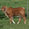 Brahman Cattle for Sale #cattlesforsalesouthafrica #cattles #goatsforsale #buyyourgoatshere #buyeggs #sheep #goats #sheepforsale #wherecanibuygoats #horses #sheep #goatsavailableforsale #canibuygoats #cattleforsale #cheapgoats #cheapeggs #cheapcattle #cheaphorses #cheapanimalsforsale #boergoats #boeranimalsforsale #boergoatsforsale #goatpricessouthafrica #sheeppricessountafrica #eggpricessouthafrica #frozenchicken #chicks #chickensforsale #chicksforsaleinsouthafrica