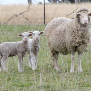 Merino Sheep 45-60kg for sale #cattlesforsalesouthafrica #cattles #goatsforsale #buyyourgoatshere #buyeggs #sheep #goats #sheepforsale #wherecanibuygoats #horses #sheep #goatsavailableforsale #canibuygoats #cattleforsale #cheapgoats #cheapeggs #cheapcattle #cheaphorses #cheapanimalsforsale #boergoats #boeranimalsforsale #boergoatsforsale #goatpricessouthafrica #sheeppricessountafrica #eggpricessouthafrica #frozenchicken #chicks #chickensforsale #chicksforsaleinsouthafrica