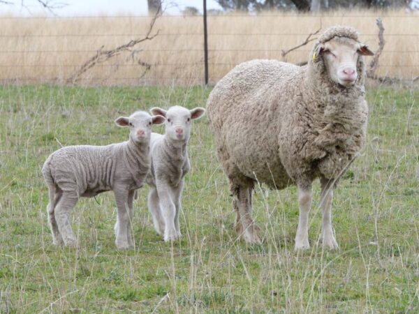 Merino Sheep 45-60kg for sale #cattlesforsalesouthafrica #cattles #goatsforsale #buyyourgoatshere #buyeggs #sheep #goats #sheepforsale #wherecanibuygoats #horses #sheep #goatsavailableforsale #canibuygoats #cattleforsale #cheapgoats #cheapeggs #cheapcattle #cheaphorses #cheapanimalsforsale #boergoats #boeranimalsforsale #boergoatsforsale #goatpricessouthafrica #sheeppricessountafrica #eggpricessouthafrica #frozenchicken #chicks #chickensforsale #chicksforsaleinsouthafrica