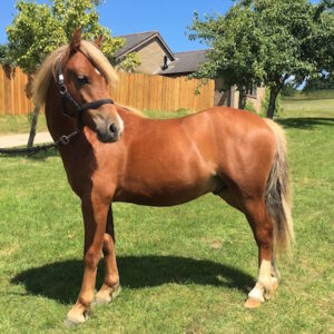 Pony Horse For Sale in South Africa #cattlesforsalesouthafrica #cattles #goatsforsale #buyyourgoatshere #buyeggs #sheep #goats #sheepforsale #wherecanibuygoats #horses #sheep #goatsavailableforsale #canibuygoats #cattleforsale #cheapgoats #cheapeggs #cheapcattle #cheaphorses #cheapanimalsforsale #boergoats #boeranimalsforsale #boergoatsforsale #goatpricessouthafrica #sheeppricessountafrica #eggpricessouthafrica #frozenchicken #chicks #chickensforsale #chicksforsaleinsouthafrica