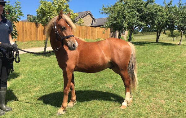 Pony Horse For Sale in South Africa #cattlesforsalesouthafrica #cattles #goatsforsale #buyyourgoatshere #buyeggs #sheep #goats #sheepforsale #wherecanibuygoats #horses #sheep #goatsavailableforsale #canibuygoats #cattleforsale #cheapgoats #cheapeggs #cheapcattle #cheaphorses #cheapanimalsforsale #boergoats #boeranimalsforsale #boergoatsforsale #goatpricessouthafrica #sheeppricessountafrica #eggpricessouthafrica #frozenchicken #chicks #chickensforsale #chicksforsaleinsouthafrica