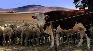 #cattlesforsalesouthafrica #cattles #goatsforsale #buyyourgoatshere #buyeggs #sheep #goats #sheepforsale #wherecanibuygoats #horses #sheep #goatsavailableforsale #canibuygoats #cattleforsale #cheapgoats #cheapeggs #cheapcattle #cheaphorses #cheapanimalsforsale #boergoats #boeranimalsforsale #boergoatsforsale #goatpricessouthafrica #sheeppricessountafrica #eggpricessouthafrica #frozenchicken #chicks #chickensforsale #chicksforsaleinsouthafrica