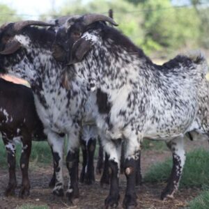 Speckled Goats for Sale 45-50kg  #cattlesforsalesouthafrica #cattles #goatsforsale #buyyourgoatshere #buyeggs #sheep #goats #sheepforsale #wherecanibuygoats #horses #sheep #goatsavailableforsale #canibuygoats #cattleforsale #cheapgoats #cheapeggs #cheapcattle #cheaphorses #cheapanimalsforsale #boergoats #boeranimalsforsale #boergoatsforsale #goatpricessouthafrica #sheeppricessountafrica #eggpricessouthafrica #frozenchicken #chicks #chickensforsale #chicksforsaleinsouthafrica