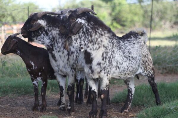 Speckled Goats for Sale 45-50kg  #cattlesforsalesouthafrica #cattles #goatsforsale #buyyourgoatshere #buyeggs #sheep #goats #sheepforsale #wherecanibuygoats #horses #sheep #goatsavailableforsale #canibuygoats #cattleforsale #cheapgoats #cheapeggs #cheapcattle #cheaphorses #cheapanimalsforsale #boergoats #boeranimalsforsale #boergoatsforsale #goatpricessouthafrica #sheeppricessountafrica #eggpricessouthafrica #frozenchicken #chicks #chickensforsale #chicksforsaleinsouthafrica