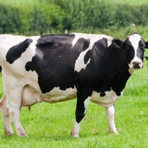 Dairy Cattle for Sale #cattlesforsalesouthafrica #cattles #goatsforsale #buyyourgoatshere #buyeggs #sheep #goats #sheepforsale #wherecanibuygoats #horses #sheep #goatsavailableforsale #canibuygoats #cattleforsale #cheapgoats #cheapeggs #cheapcattle #cheaphorses #cheapanimalsforsale #boergoats #boeranimalsforsale #boergoatsforsale #goatpricessouthafrica #sheeppricessountafrica #eggpricessouthafrica #frozenchicken #chicks #chickensforsale #chicksforsaleinsouthafrica
