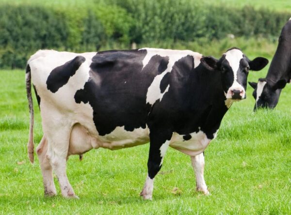 Dairy Cattle for Sale #cattlesforsalesouthafrica #cattles #goatsforsale #buyyourgoatshere #buyeggs #sheep #goats #sheepforsale #wherecanibuygoats #horses #sheep #goatsavailableforsale #canibuygoats #cattleforsale #cheapgoats #cheapeggs #cheapcattle #cheaphorses #cheapanimalsforsale #boergoats #boeranimalsforsale #boergoatsforsale #goatpricessouthafrica #sheeppricessountafrica #eggpricessouthafrica #frozenchicken #chicks #chickensforsale #chicksforsaleinsouthafrica