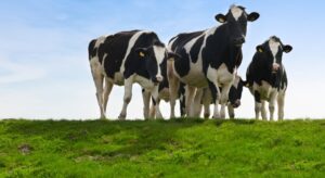 #cattlesforsalesouthafrica #cattles #goatsforsale #buyyourgoatshere #buyeggs #sheep #goats #sheepforsale #wherecanibuygoats #horses #sheep #goatsavailableforsale #canibuygoats #cattleforsale #cheapgoats #cheapeggs #cheapcattle #cheaphorses #cheapanimalsforsale #boergoats #boeranimalsforsale #boergoatsforsale #goatpricessouthafrica #sheeppricessountafrica #eggpricessouthafrica #frozenchicken #chicks #chickensforsale #chicksforsaleinsouthafrica