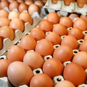 Promel Chicken Eggs for Sale #cattlesforsalesouthafrica #cattles #goatsforsale #buyyourgoatshere #buyeggs #sheep #goats #sheepforsale #wherecanibuygoats #horses #sheep #goatsavailableforsale #canibuygoats #cattleforsale #cheapgoats #cheapeggs #cheapcattle #cheaphorses #cheapanimalsforsale #boergoats #boeranimalsforsale #boergoatsforsale #goatpricessouthafrica #sheeppricessountafrica #eggpricessouthafrica #frozenchicken #chicks #chickensforsale #chicksforsaleinsouthafrica