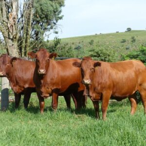 Bonsmara Cattle for Sale #cattlesforsalesouthafrica #cattles #goatsforsale #buyyourgoatshere #buyeggs #sheep #goats #sheepforsale #wherecanibuygoats #horses #sheep #goatsavailableforsale #canibuygoats #cattleforsale #cheapgoats #cheapeggs #cheapcattle #cheaphorses #cheapanimalsforsale #boergoats #boeranimalsforsale #boergoatsforsale #goatpricessouthafrica #sheeppricessountafrica #eggpricessouthafrica #frozenchicken #chicks #chickensforsale #chicksforsaleinsouthafrica