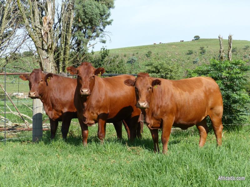 Bonsmara Cattle for Sale #cattlesforsalesouthafrica #cattles #goatsforsale #buyyourgoatshere #buyeggs #sheep #goats #sheepforsale #wherecanibuygoats #horses #sheep #goatsavailableforsale #canibuygoats #cattleforsale #cheapgoats #cheapeggs #cheapcattle #cheaphorses #cheapanimalsforsale #boergoats #boeranimalsforsale #boergoatsforsale #goatpricessouthafrica #sheeppricessountafrica #eggpricessouthafrica #frozenchicken #chicks #chickensforsale #chicksforsaleinsouthafrica