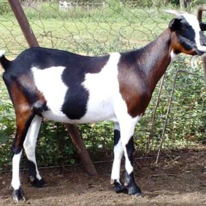 Nguni goats for sale 45 - 55kg #cattlesforsalesouthafrica #cattles #goatsforsale #buyyourgoatshere #buyeggs #sheep #goats #sheepforsale #wherecanibuygoats #horses #sheep #goatsavailableforsale #canibuygoats #cattleforsale #cheapgoats #cheapeggs #cheapcattle #cheaphorses #cheapanimalsforsale #boergoats #boeranimalsforsale #boergoatsforsale #goatpricessouthafrica #sheeppricessountafrica #eggpricessouthafrica #frozenchicken #chicks #chickensforsale #chicksforsaleinsouthafrica