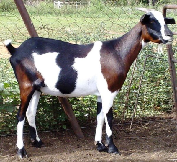 Nguni goats for sale 45 - 55kg #cattlesforsalesouthafrica #cattles #goatsforsale #buyyourgoatshere #buyeggs #sheep #goats #sheepforsale #wherecanibuygoats #horses #sheep #goatsavailableforsale #canibuygoats #cattleforsale #cheapgoats #cheapeggs #cheapcattle #cheaphorses #cheapanimalsforsale #boergoats #boeranimalsforsale #boergoatsforsale #goatpricessouthafrica #sheeppricessountafrica #eggpricessouthafrica #frozenchicken #chicks #chickensforsale #chicksforsaleinsouthafrica