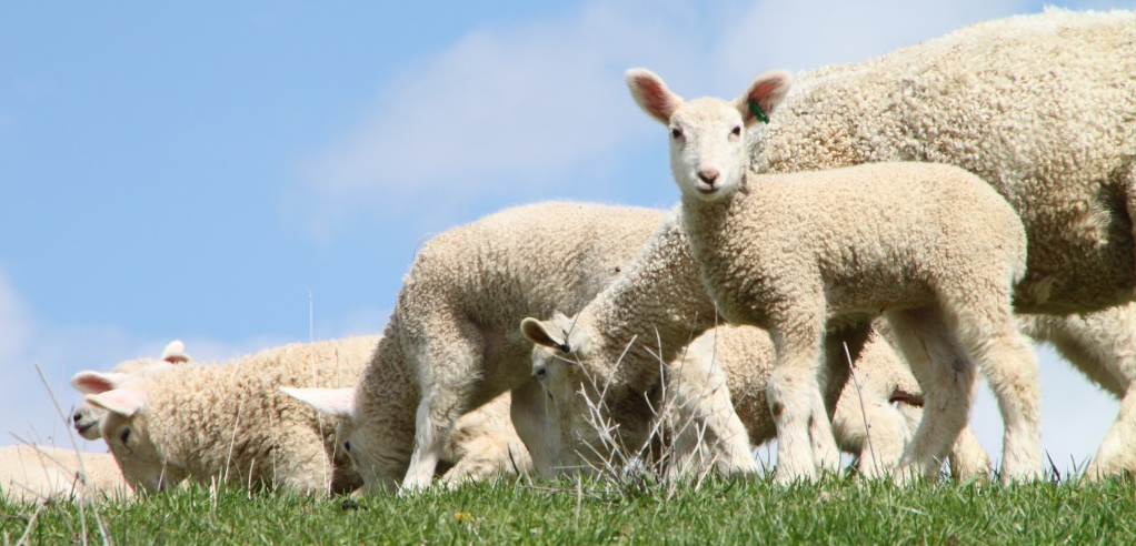 #cattlesforsalesouthafrica #cattles #goatsforsale #buyyourgoatshere #buyeggs #sheep #goats #sheepforsale #wherecanibuygoats #horses #sheep #goatsavailableforsale #canibuygoats #cattleforsale #cheapgoats #cheapeggs #cheapcattle #cheaphorses #cheapanimalsforsale #boergoats #boeranimalsforsale #boergoatsforsale #goatpricessouthafrica #sheeppricessountafrica #eggpricessouthafrica #frozenchicken #chicks #chickensforsale #chicksforsaleinsouthafrica