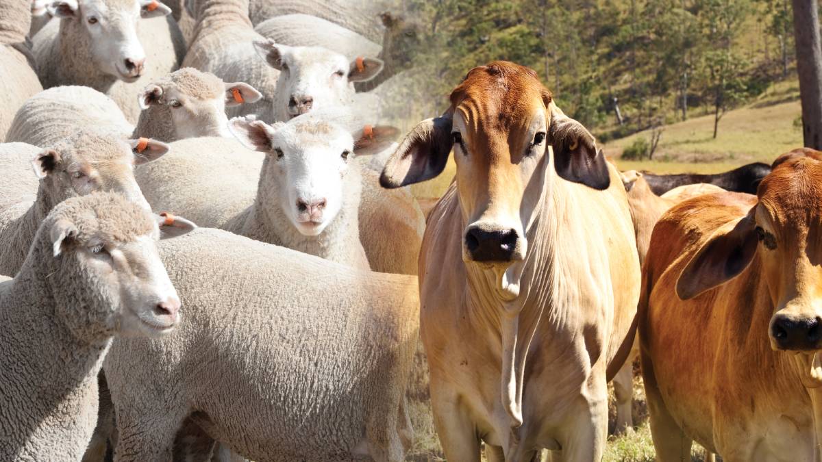 #cattlesforsalesouthafrica #cattles #goatsforsale #buyyourgoatshere #buyeggs #sheep #goats #sheepforsale #wherecanibuygoats #horses #sheep #goatsavailableforsale #canibuygoats #cattleforsale #cheapgoats #cheapeggs #cheapcattle #cheaphorses #cheapanimalsforsale #boergoats #boeranimalsforsale #boergoatsforsale #goatpricessouthafrica #sheeppricessountafrica #eggpricessouthafrica #frozenchicken #chicks #chickensforsale #chicksforsaleinsouthafrica