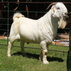 #cattlesforsalesouthafrica #cattles #goatsforsale #buyyourgoatshere #buyeggs #sheep #goats #sheepforsale #wherecanibuygoats #horses #sheep #goatsavailableforsale #canibuygoats #cattleforsale #cheapgoats #cheapeggs #cheapcattle #cheaphorses #cheapanimalsforsale #boergoats #boeranimalsforsale #boergoatsforsale #goatpricessouthafrica #sheeppricessountafrica #eggpricessouthafrica #frozenchicken #chicks #chickensforsale #chicksforsaleinsouthafrica