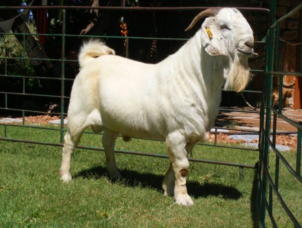 #cattlesforsalesouthafrica #cattles #goatsforsale #buyyourgoatshere #buyeggs #sheep #goats #sheepforsale #wherecanibuygoats #horses #sheep #goatsavailableforsale #canibuygoats #cattleforsale #cheapgoats #cheapeggs #cheapcattle #cheaphorses #cheapanimalsforsale #boergoats #boeranimalsforsale #boergoatsforsale #goatpricessouthafrica #sheeppricessountafrica #eggpricessouthafrica #frozenchicken #chicks #chickensforsale #chicksforsaleinsouthafrica